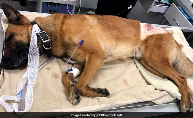 Hero Dog Takes Bullet Meant For Police Officer In US