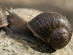 Shell-Shocked: Rare Snail Loses Out In Love Triangle