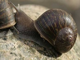 Shell-Shocked: Rare Snail Loses Out In Love Triangle Shell-Shocked: Rare Snail Loses Out In Love Triangle