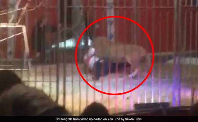 वीडियो : सर्कस में शो के बीच शेर ने कर दिया मास्टर पर हमला, पकड़ी गर्दन