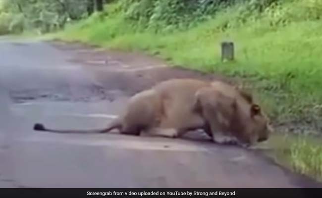 जब मोटर साइकिल सवार के सामने आ गया बब्बर शेर, Video में देखें आगे क्या हुआ