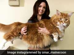 At Nearly 4 Feet Long, Is This The World's Longest Cat?