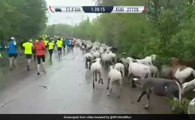 Herd Mentality: Sheep, Goats And Even Cows Invade Charity Run In Germany