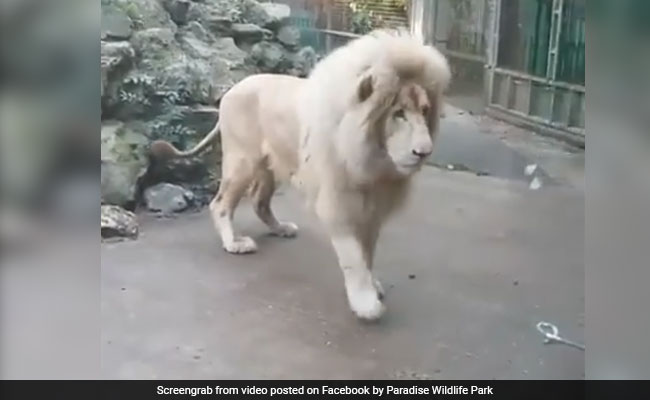 Huge Lion Terrified By Tiny Water Bubble In Hilarious Video