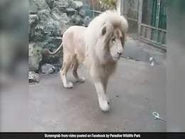 Huge Lion Terrified By Tiny Water Bubble In Hilarious Video Huge Lion Terrified By Tiny Water Bubble In Hilarious Video