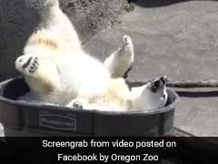 Feelin' Hot Hot Hot? Watch This Young Polar Bear Frolic In A Tub Of Ice