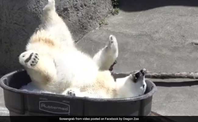 Feelin' Hot Hot Hot? Watch This Young Polar Bear Frolic In A Tub Of Ice