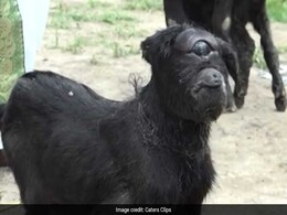 असम में हुआ 'चमत्कार' पैदा हुई एक आंख और एक कान वाली बकरी... असम में हुआ 'चमत्कार' पैदा हुई एक आंख और एक कान वाली बकरी...