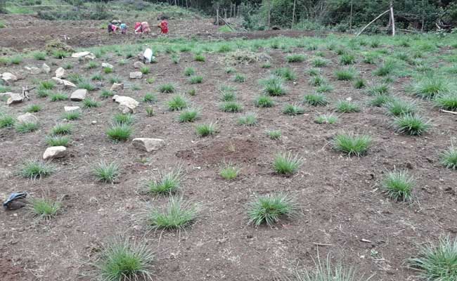 Ooty's Lawrence School Fights Drought Through A Grassland Restoration Mission