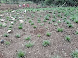 Ooty's Lawrence School Fights Drought Through A Grassland Restoration Mission Ooty's Lawrence School Fights Drought Through A Grassland Restoration Mission