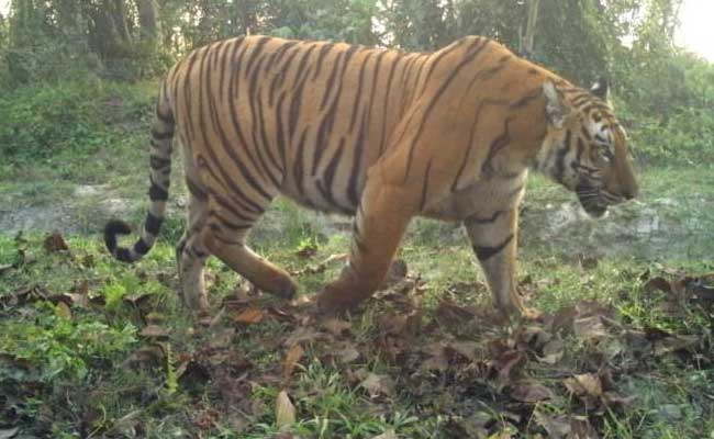 Exclusive: Inside India's Wild Reserve With Highest Tiger Density