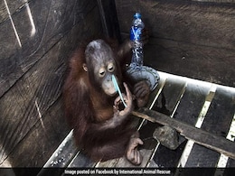After 2 Years In A Tiny Cage, Freedom At Last For Kotap The Orangutan After 2 Years In A Tiny Cage, Freedom At Last For Kotap The Orangutan