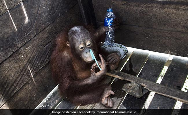 After 2 Years In A Tiny Cage, Freedom At Last For Kotap The Orangutan