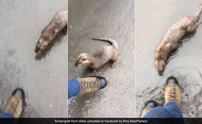 Why Won't You Play With Me, Human? Otter Chases Man In Hilarious Video