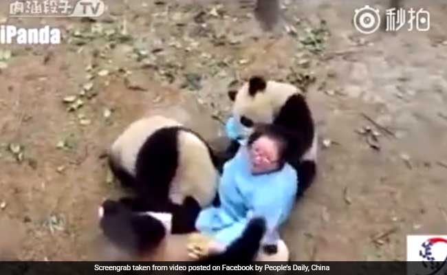 Clingy Pandas Shower Nanny With Way Too Much Love In Hilarious Video