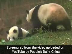 Panda Mom Puts An End To Baby Being Bullied In The Funniest Way