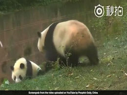 Panda Mom Puts An End To Baby Being Bullied In The Funniest Way Panda Mom Puts An End To Baby Being Bullied In The Funniest Way