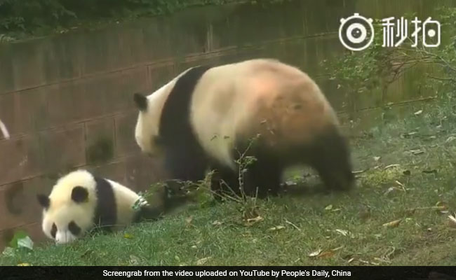 Panda Mom Puts An End To Baby Being Bullied In The Funniest Way