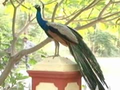 Patna Zoo Closed After Six Peacocks Die Of Bird Flu Virus
