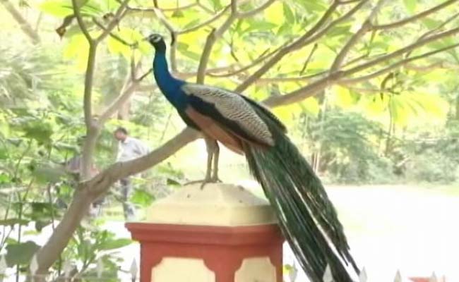 Patna Zoo Closed After Six Peacocks Die Of Bird Flu Virus