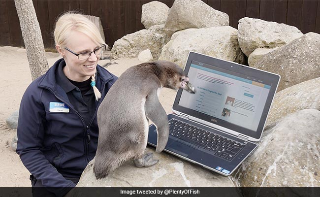 Lonely Penguin Turns To Online Dating To Find Love