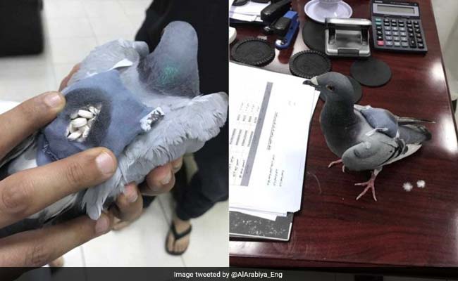 Flying High No More: Drug-Smuggling Pigeon Caught In Kuwait