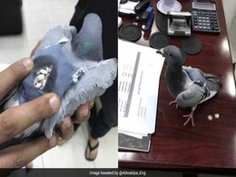 Flying High No More: Drug-Smuggling Pigeon Caught In Kuwait Flying High No More: Drug-Smuggling Pigeon Caught In Kuwait