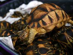 Malaysia Seizes 330 Smuggled Exotic Tortoises Worth $300,000
