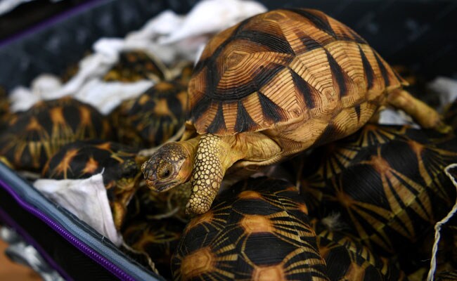 Malaysia Seizes 330 Smuggled Exotic Tortoises Worth $300,000