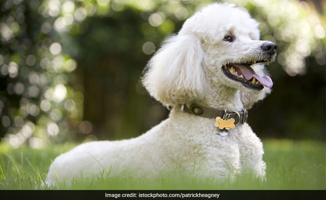 Take A Bow-Wow: Naughty Poodle Scoops Cannes Prize