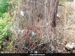 Navi Mumbai Headless Torso Case: Cops Recover Priyanka Gurav's Head; 1 More Arrested Navi Mumbai Headless Torso Case: Cops Recover Priyanka Gurav's Head; 1 More Arrested