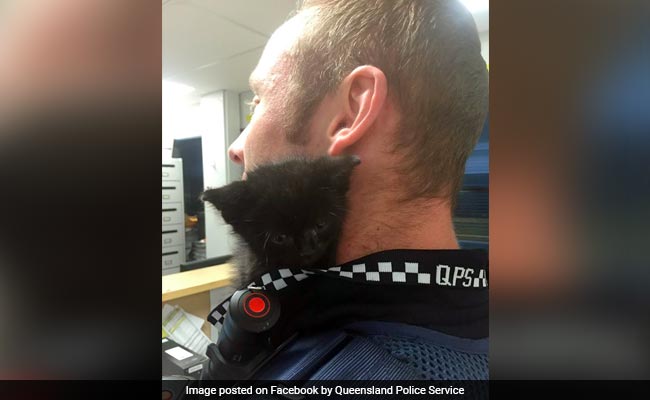 Kitten 'Wanted' For Stealing Officers' Hearts. 'Aww'dorable!