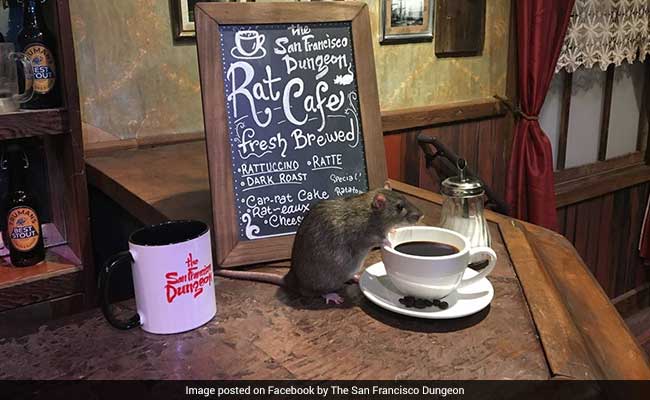 OMG: चूहों के लिए खुला कैफे, गरमा-गरम कॉफी की चुस्कियों के साथ करें उनसे दोस्ती