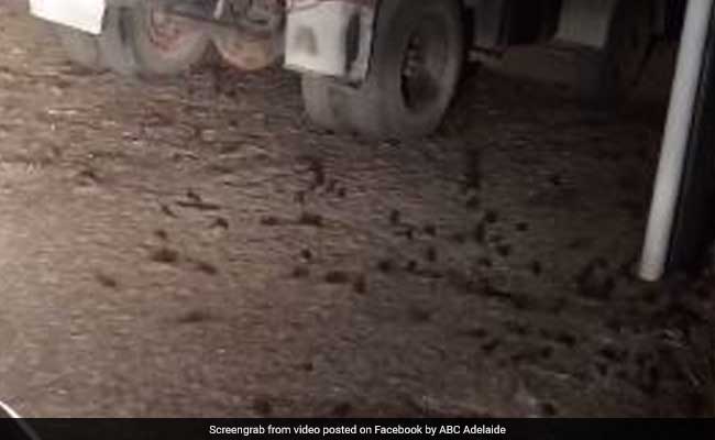 Farm Plagued By Hundreds Of Rodents. Video Is Really Disgusting