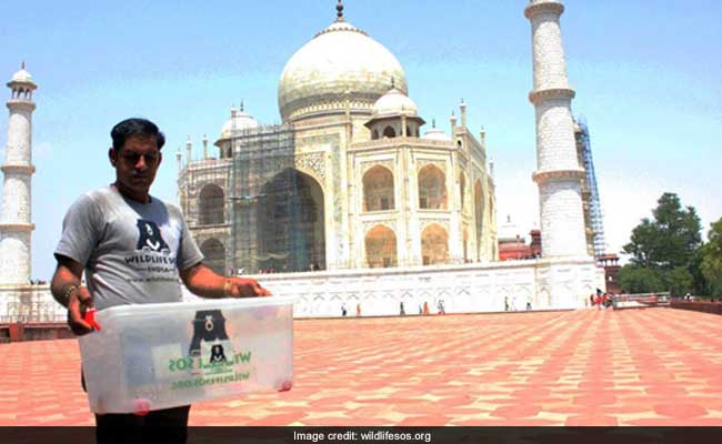Thirsty Snake Visits Taj Mahal, Causes Panic Among Tourists