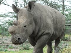 How Tinder Is Playing A Role In Trying To Save A Rhino From Extinction