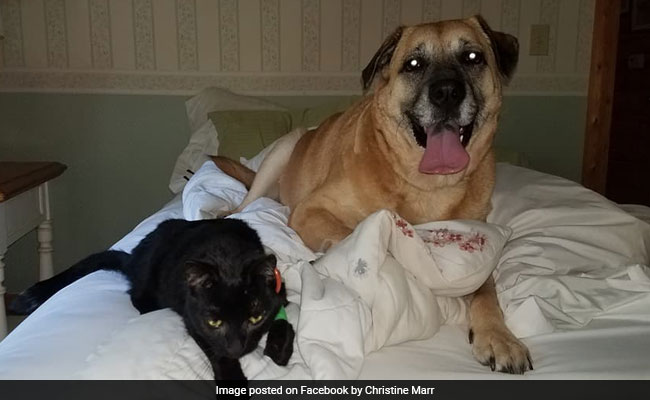 Family Cat 'Dies' In Fire. Two Months Later, She's Found Alive By Dog
