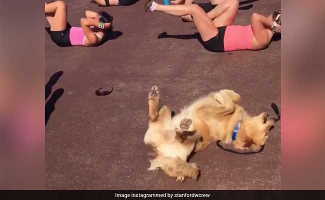 Watch: This Dog Working On His Abs Is All The Inspiration You Need