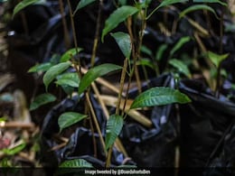 Airport Authority Plants 40,000 Saplings At 21 Airports In South India Airport Authority Plants 40,000 Saplings At 21 Airports In South India