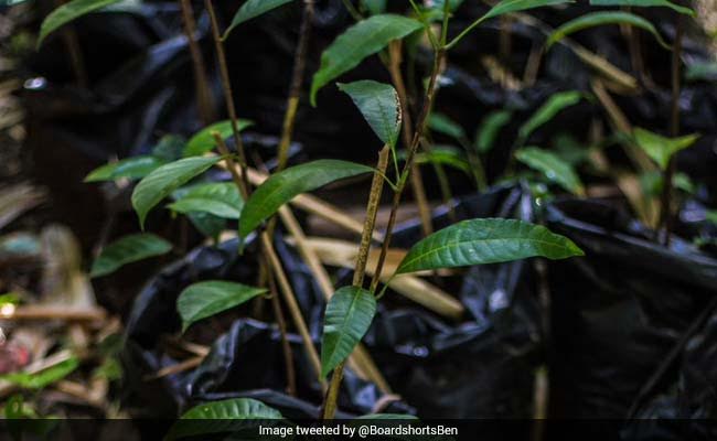 Airport Authority Plants 40,000 Saplings At 21 Airports In South India