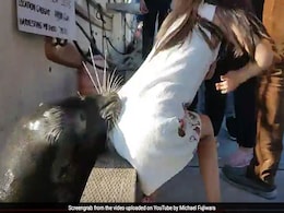 किनारे बैठी लड़की को समुद्री शेर ने जबड़े में जकड़ा और ले गया, Video में देखें फिर क्या हुआ? किनारे बैठी लड़की को समुद्री शेर ने जबड़े में जकड़ा और ले गया, Video में देखें फिर क्या हुआ?