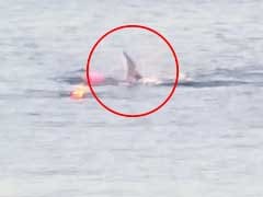 Great White Shark Attacks Kayak, Knocks Man Into Water In Chilling Video