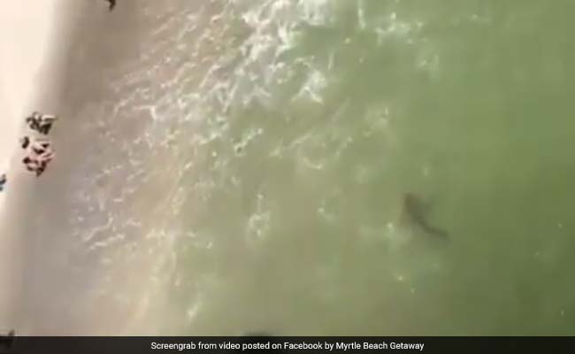 अरे बाप रे : समुद्र के किनारे तक आ गईं शार्क, आराम करते रहे अनजान लोग