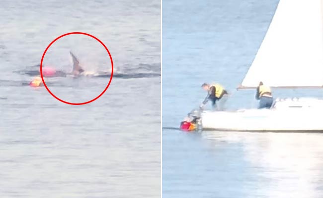 Great White Shark Attacks Kayak, Knocks Man Into Water In Chilling Video