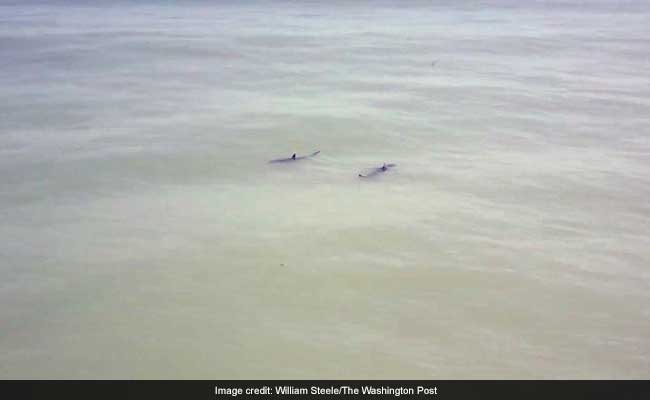 'You Are Paddle-Boarding Next To 15 Great White Sharks,' Chopper Announced