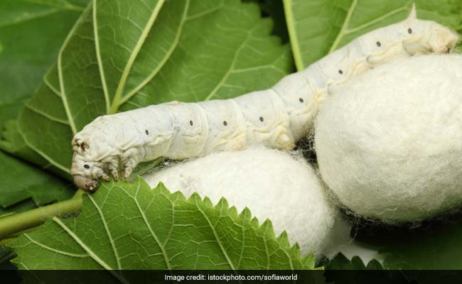 Australian Researchers Use Silkworms To Repair Damaged Eardrums