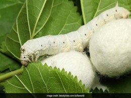 Australian Researchers Use Silkworms To Repair Damaged Eardrums Australian Researchers Use Silkworms To Repair Damaged Eardrums