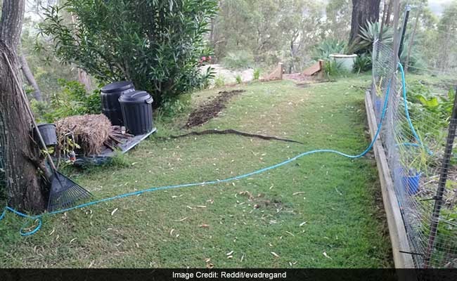Australian Mistakes 6-Foot Snake For A Fallen Tree Branch Australian Mistakes 6-Foot Snake For A Fallen Tree Branch