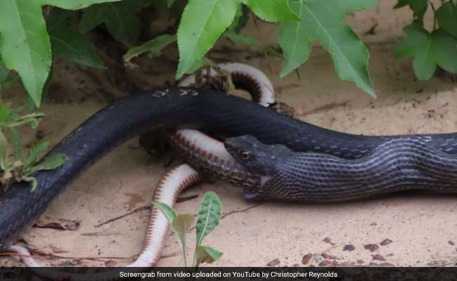 जब सांप ने मुंह से उगला दूसरा सांप, वो भी जिंदा. वीडियो देखने की हिम्‍मत करेंगे आप?