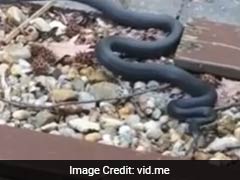 Man Films A Snake, Watches It Slither Right Into His House